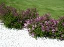 rośliny ozdobne - Lilak Meyera Palibin (Syringa meyeri Palibin) C5/40cm *23K