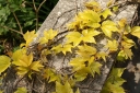 rośliny ogrodowe - Winobluszcz trójlistkowy FENWAY PARK Parthenocissus tricuspidata /C3