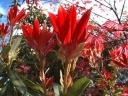 sklep ogrodniczy -  Pieris japoński 'Forest Flame' C4/20-40cm *T18
