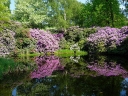 rośliny ozdobne - Karłowa azalia japońska BIAŁO-RÓŻOWA 'Karmesina Rosea' Japanese azalea P11/20cm