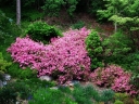sklep ogrodniczy - Karłowa azalia japońska BIAŁO-RÓŻOWA 'Karmesina Rosea' Japanese azalea P11/20cm