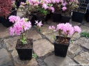rośliny ozdobne - Karłowa azalia japońska BIAŁO-RÓŻOWA 'Karmesina Rosea' Japanese azalea P11/20cm