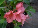 sadzonki -  Karłowa azalia japońska 'PINK PANKRACY' 7-letnia Japanese azalea C4/40cm