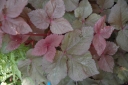 sklep ogrodniczy -  Kryptotenia japońska 'ATROPURPUREA' CRYPTOTAENIA JAPONICA /C1,5 *K16