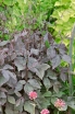 rośliny ogrodowe - Kryptotenia japońska 'ATROPURPUREA' CRYPTOTAENIA JAPONICA /C1,5 *K16