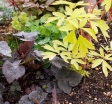 rośliny ozdobne - Kryptotenia japońska 'ATROPURPUREA' CRYPTOTAENIA JAPONICA /C1,5 *K16