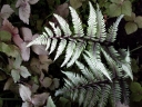 sadzonki - Kryptotenia japońska 'ATROPURPUREA' CRYPTOTAENIA JAPONICA /C1,5 *K16