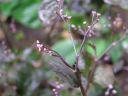 sklep ogrodniczy - Kryptotenia japońska 'ATROPURPUREA' CRYPTOTAENIA JAPONICA /C1,5 *K16