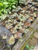 sadzonki - Kryptotenia japońska 'ATROPURPUREA' CRYPTOTAENIA JAPONICA /C1,5 *K16