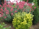 rośliny ogrodowe -  Kentrantus Ostrogowiec czerwony COCCINEUS Centranthus ruber C2
