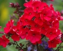 rośliny ogrodowe -  Płomyk wiechowaty STAR FIRE Phlox paniculata Floks /C2