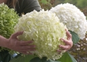 rośliny ogrodowe -  Hortensja drzewiasta STRONG ANNABELLE Hydrangea arborescens 'Abetwo' /C5 *K14