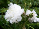 rośliny ogrodowe - Róża okrywowa White Fairy BIAŁA C2/20cm