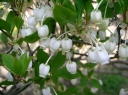 rośliny ozdobne -  Enkiant woreczkowaty Enkianthus perulatus P13/50cm