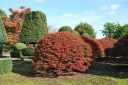 sadzonki - Enkiant woreczkowaty Enkianthus perulatus P13/50cm