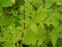 sklep ogrodniczy -  Winnik tojadowaty Ampelopsis aconitifolia -C5