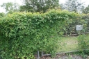 rośliny ogrodowe - Winnik tojadowaty Ampelopsis aconitifolia -C5