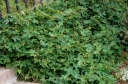 rośliny ogrodowe - Winnik tojadowaty Ampelopsis aconitifolia -C5