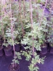 rośliny ozdobne - Winnik tojadowaty Ampelopsis aconitifolia -C5