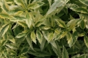 sklep ogrodniczy -  Forsycja zielona Forsythia virdissima CITRUS SWIZZLE® 'McKCitrine' C3/10-20cm