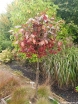 sadzonki - Trzmielina płaskoogonkowa na PNIU Euonymus planipes C5/Pa80(100)cm *6