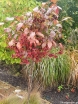 rośliny ogrodowe - Trzmielina płaskoogonkowa na PNIU Euonymus planipes C5/Pa80(100)cm *6