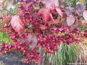 sklep ogrodniczy - Trzmielina płaskoogonkowa na PNIU Euonymus planipes C5/Pa80(100)cm *6