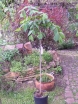 rośliny ogrodowe - Trzmielina płaskoogonkowa na PNIU Euonymus planipes C5/Pa80(100)cm *6