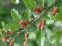 sadzonki - Bukan antarktyczny Nothofagus antarctica C5/1-1,2m *K10 *K11