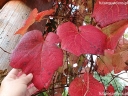 rośliny ozdobne - Winorośl japońska Vitis coignetiae C2/80-100cm *K11