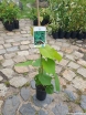 rośliny ozdobne - Winorośl japońska Vitis coignetiae C2/80-100cm *K11