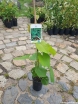 sklep ogrodniczy - Winorośl japońska Vitis coignetiae C2/80-100cm *K11