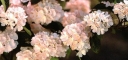 sadzonki - Kalina japońska ROSACE Viburnum plicatum Pink Sensation C4/30-40cm *K20