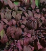 rośliny ozdobne - Kalina japońska ROSACE Viburnum plicatum Pink Sensation C4/30-40cm *K20