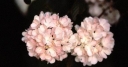sadzonki - Kalina japońska ROSACE Viburnum plicatum Pink Sensation C4/30-40cm *K20