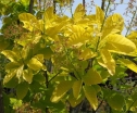 sklep ogrodniczy -  Perukowiec podolski GOLDEN SPIRIT 'Ancot' Cotinus coggyria C7,5/50-80cm *20K