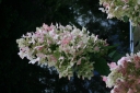 rośliny ogrodowe - Hortensja wiechowata RUBY ANGEL'S BLUSH /C2 *20K