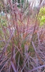 rośliny ogrodowe - Miscanthus sinensis PURPLE FALL® Miskant chiński /P9