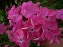 sadzonki -  Płomyk wiechowaty RÓŻOWY floks Phlox paniculata P11