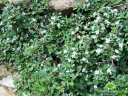 rośliny ozdobne -  Irga dammera MAJOR (Cotoneaster dammeri) P11 *8