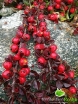 rośliny ogrodowe - Irga dammera MAJOR (Cotoneaster dammeri) P11 *8
