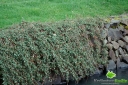 sklep ogrodniczy - Irga dammera MAJOR (Cotoneaster dammeri) P11 *8