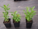 sklep ogrodniczy - Lycium Eleagnus Barbarum Jagoda Goji -C1
