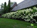 rośliny ogrodowe - Hortensja bukietowa Phantom (Hydrangea paniculata Phantom) C2 *17