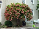 sadzonki - Hortensja bukietowa Phantom (Hydrangea paniculata Phantom) C2 *17