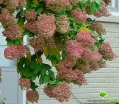 rośliny ogrodowe - Hortensja bukietowa Phantom (Hydrangea paniculata Phantom) C2 *17