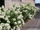 sadzonki - Hortensja bukietowa Magical Moonlight® Kolmagimo Hydrangea paniculata /C3 *K17