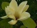 rośliny ozdobne - Magnolia denudata Yellow River syn. Fei Huang C3/100cm