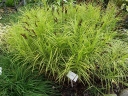 rośliny ozdobne -  Turzyca palmowa AUREOVARIEGATA Carex muskingumensis /C2 *P26