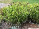 rośliny ozdobne - Turzyca palmowa AUREOVARIEGATA Carex muskingumensis /C2 *P26